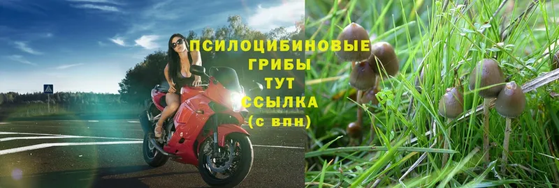 Псилоцибиновые грибы Psilocybe  наркота  Ахтубинск 